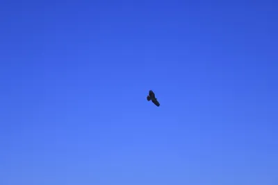 DSC_0779 (Large).JPG